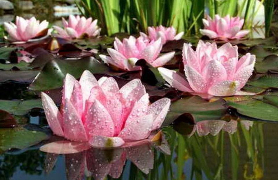 RC022 Tränende Seerosen