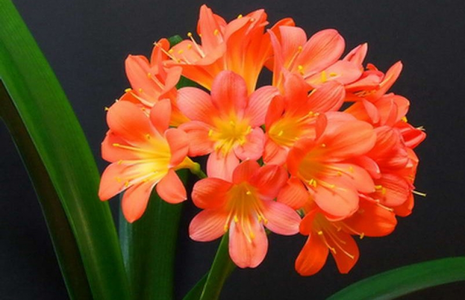 RC026 Clivia Miniata