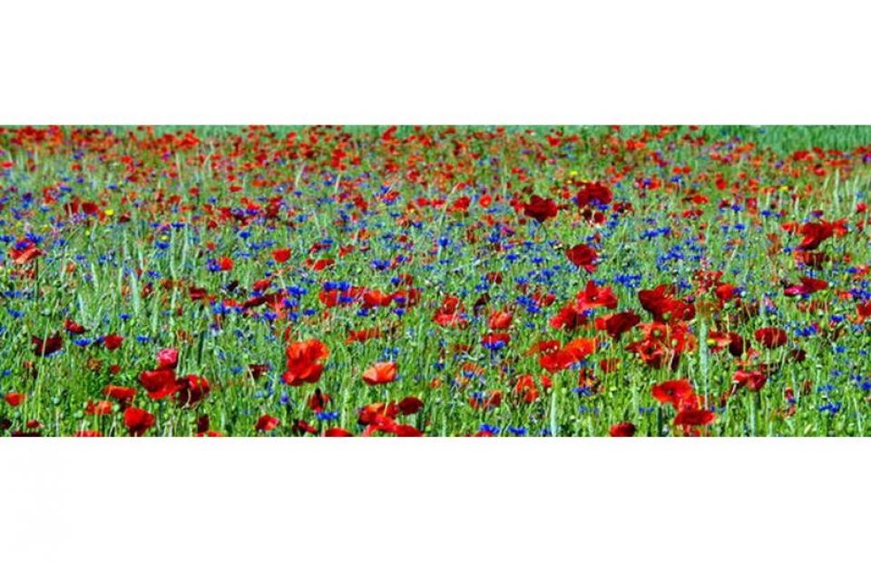 RC049 Korn im Mohn
