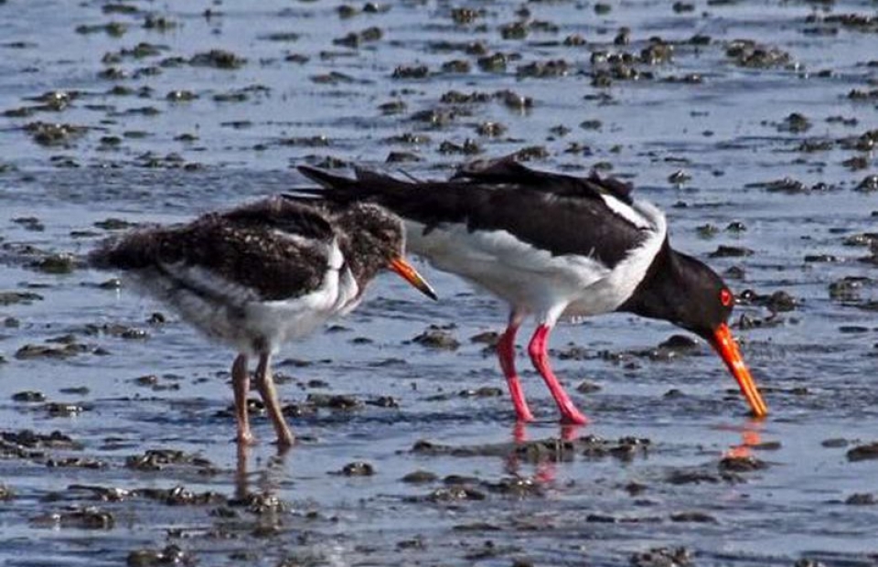 RC056 Austernfischer