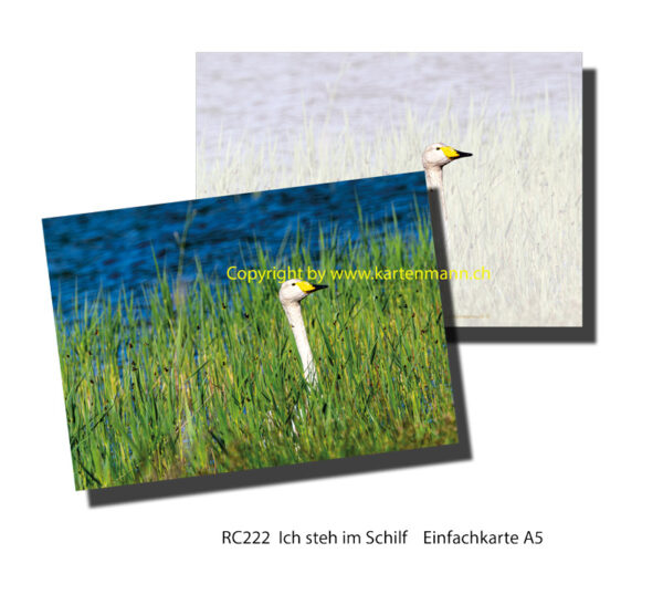 RC222 Ich steh im Schilf     A5 Einfachkarte